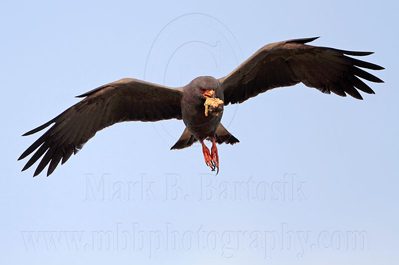 _MG_2205 Snail Kite.jpg