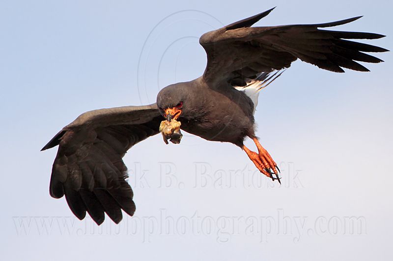 _MG_2213 Snail Kite.jpg