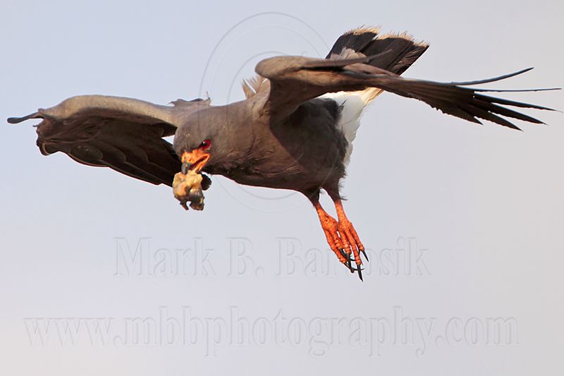 _MG_2222 Snail Kite.jpg