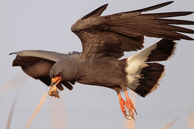 _MG_2238 Snail Kite.jpg