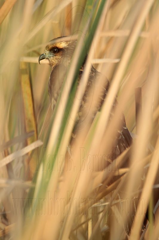 _MG_2381 Snail Kite.jpg