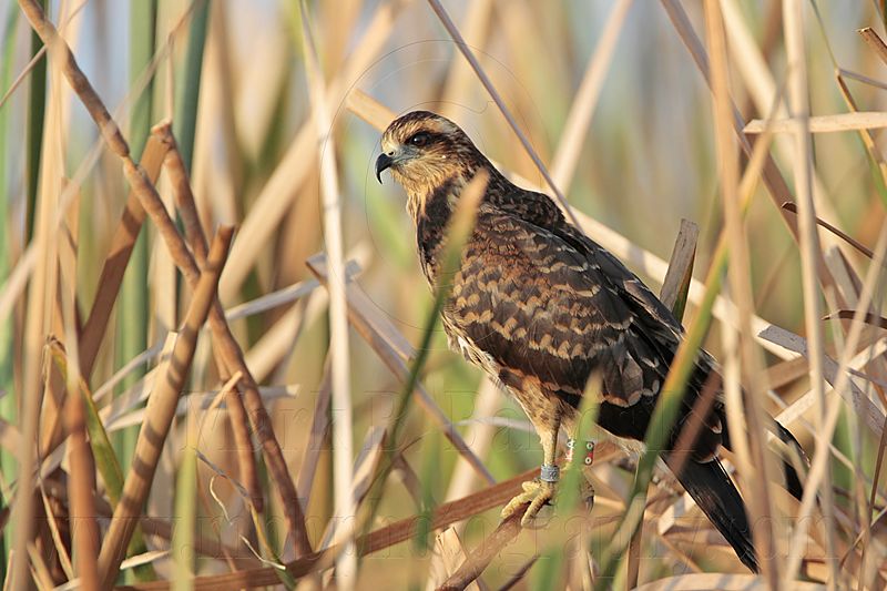 _MG_2634 Snail Kite.jpg