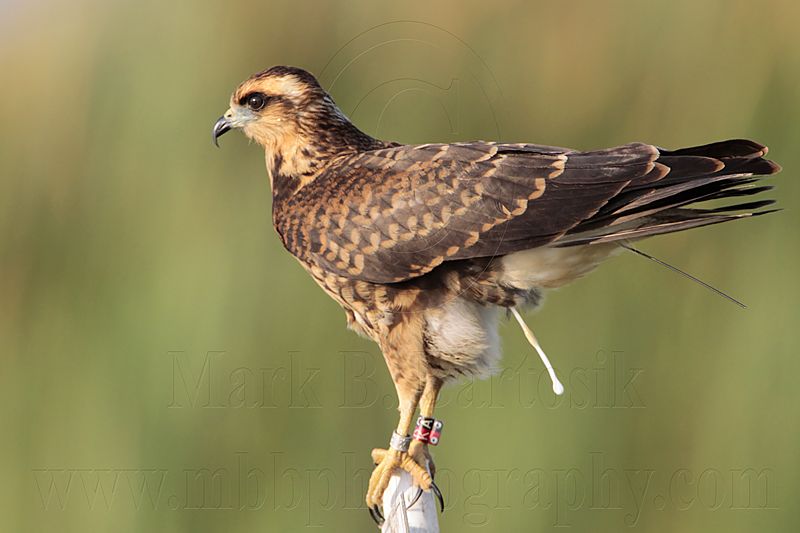 _MG_2854 Snail Kite.jpg