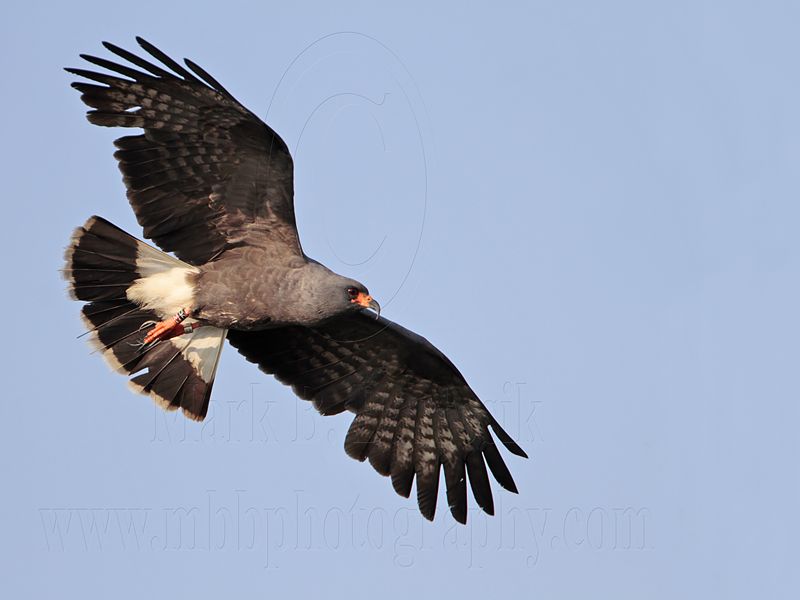 _MG_3228 Snail Kite.jpg