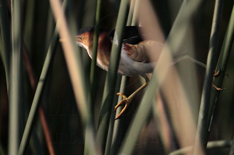 _MG_3279 Least Bittern.jpg
