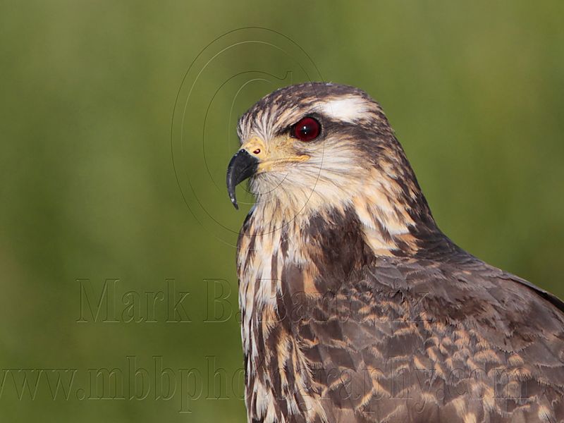 _MG_3353 Snail Kite.jpg
