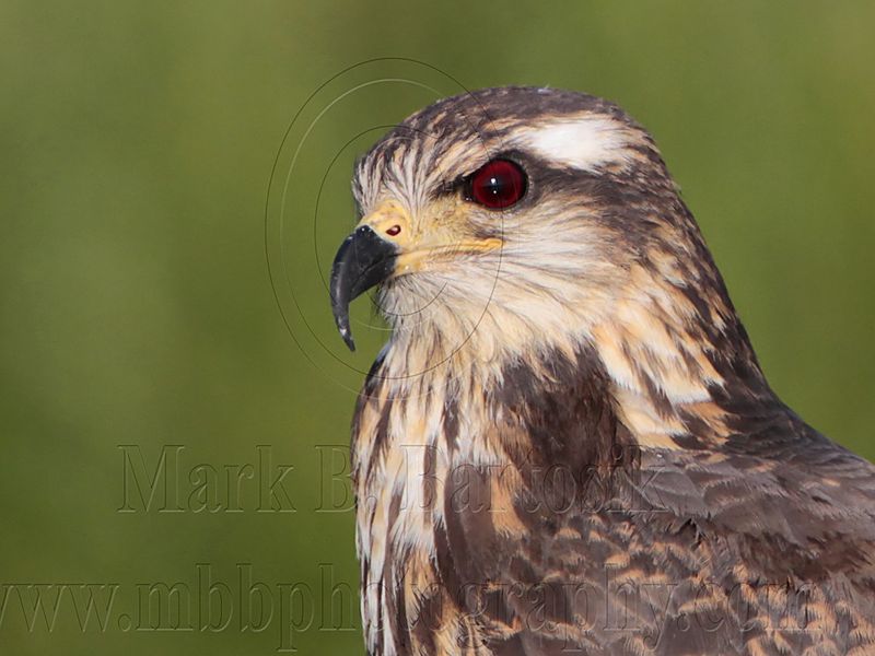_MG_3353crop Snail Kite.jpg