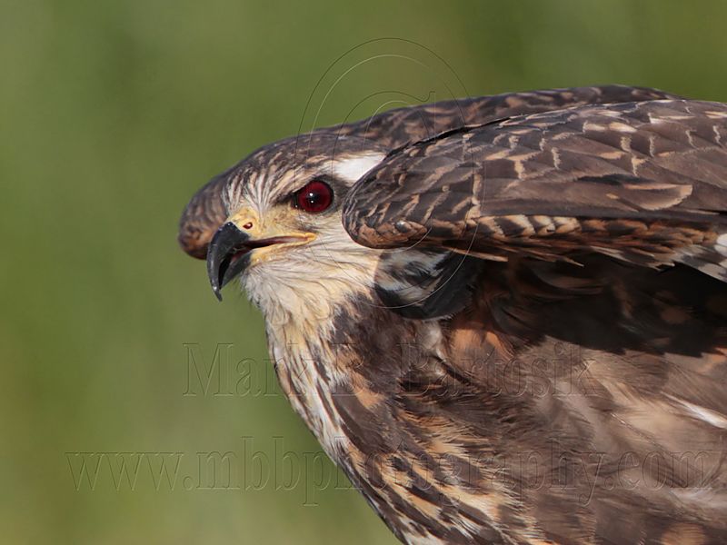 _MG_3365 Snail Kite.jpg