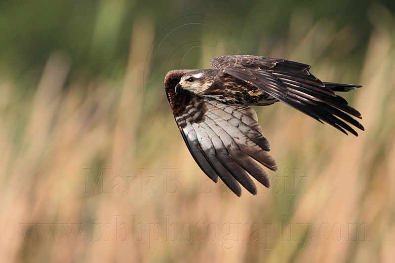 _MG_3727 Snail Kite.jpg