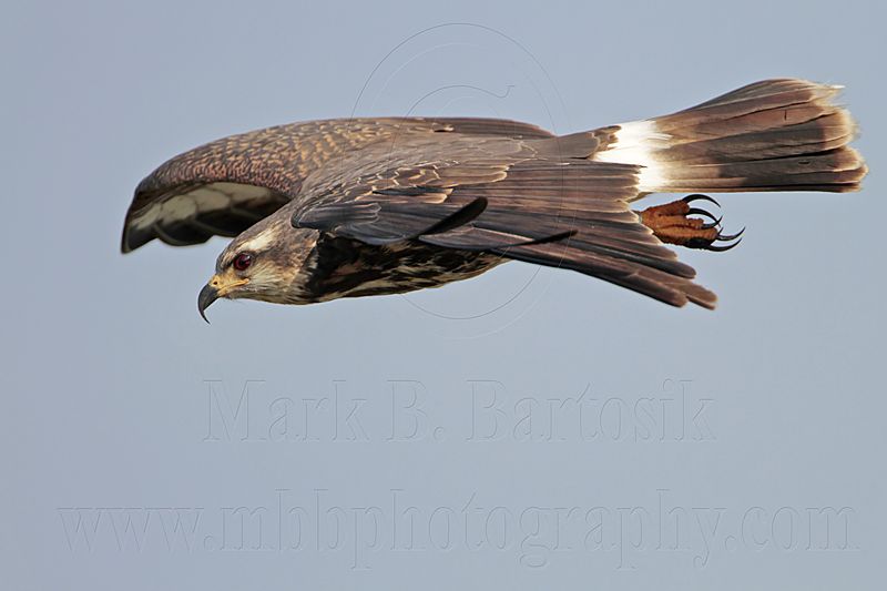 _MG_4038 Snail Kite.jpg