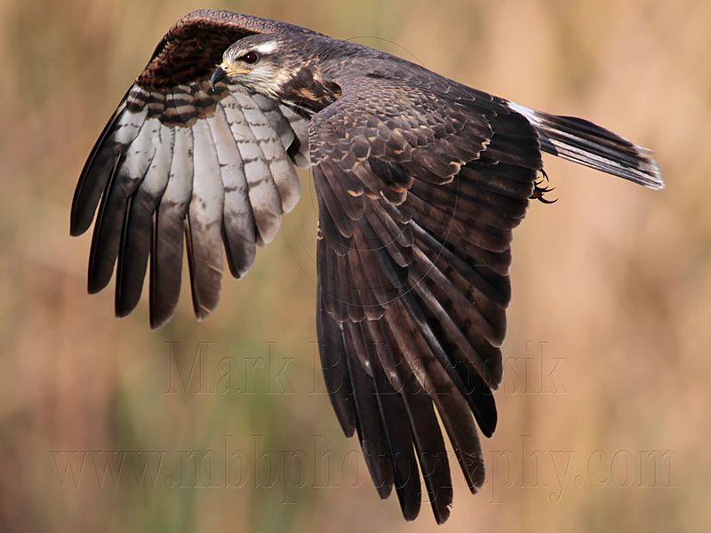 _MG_4066 Snail Kite.jpg