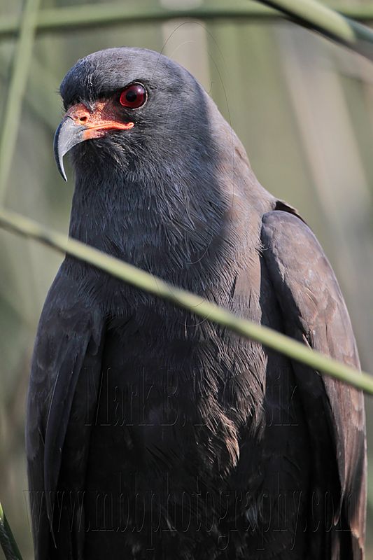 _MG_4574 Snail Kite.jpg