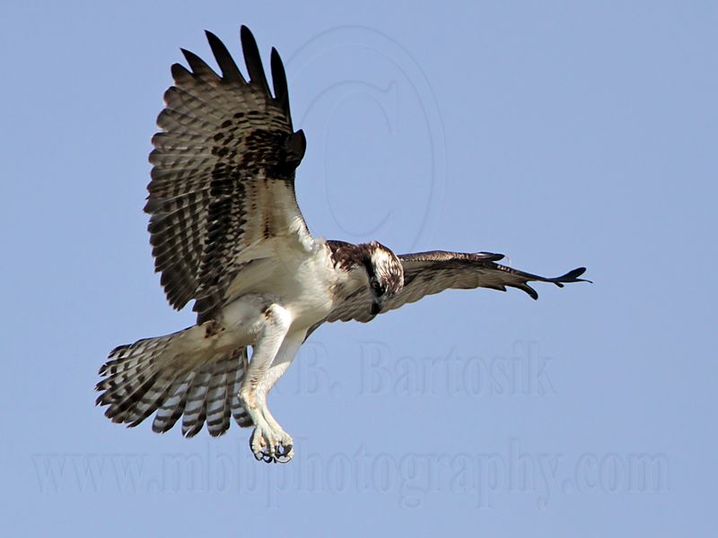 _MG_3842 Osprey.jpg