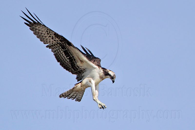 _MG_3968 Osprey.jpg