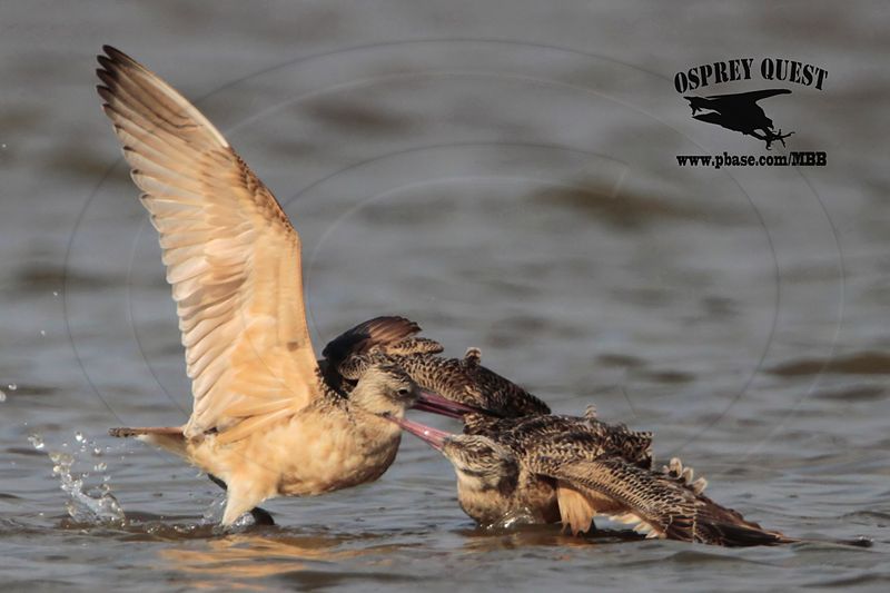 _MG_0769 Marbled Godwit fighting.jpg