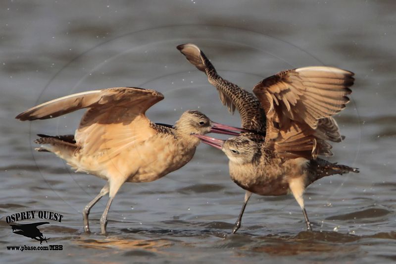 _MG_0772 Marbled Godwit fighting.jpg
