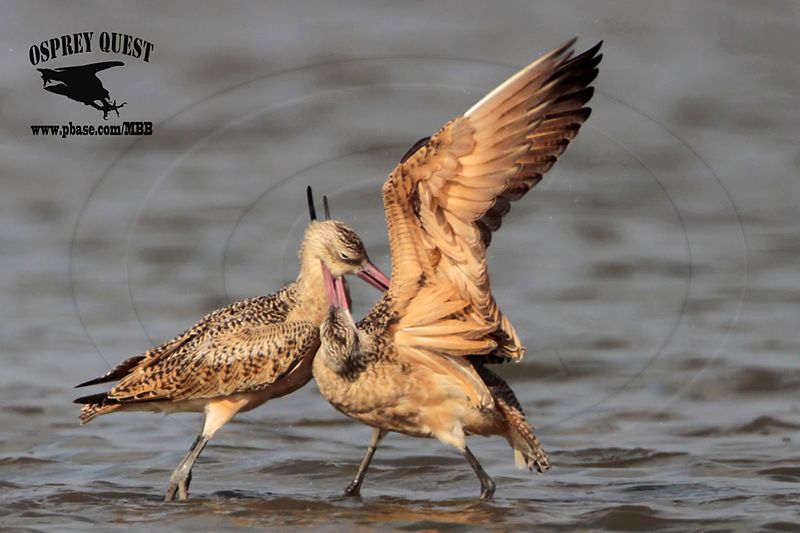 _MG_0780 Marbled Godwit fighting.jpg