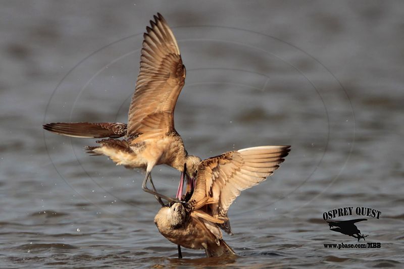 _MG_0790 Marbled Godwit fighting.jpg