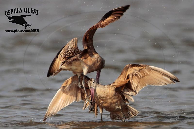 _MG_0801 Marbled Godwit fighting.jpg