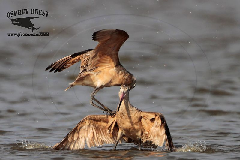 _MG_0803 Marbled Godwit fighting.jpg