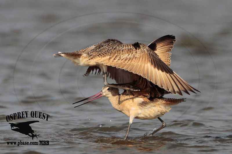 _MG_0812 Marbled Godwit fighting.jpg