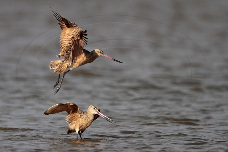 _MG_0838 Marbled Godwit fighting.jpg