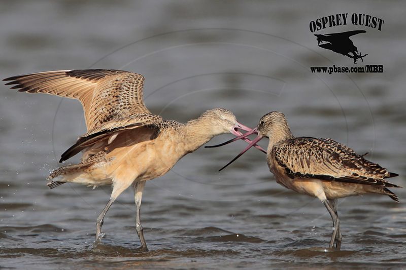 _MG_0869 Marbled Godwit fighting.jpg