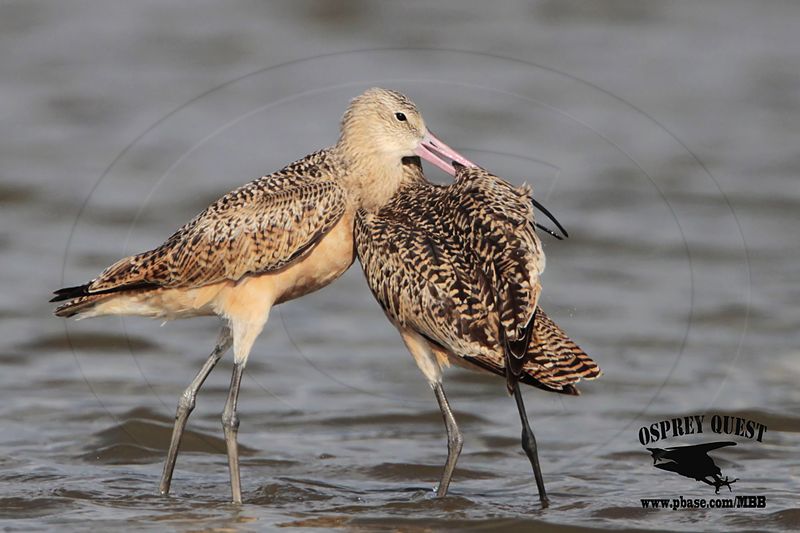 _MG_0883 Marbled Godwit fighting.jpg