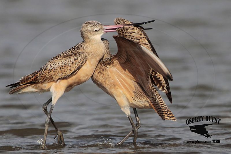 _MG_0884 Marbled Godwit fighting.jpg