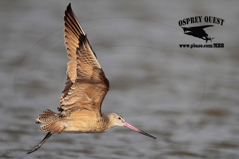 _MG_0936 Marbled Godwit.jpg