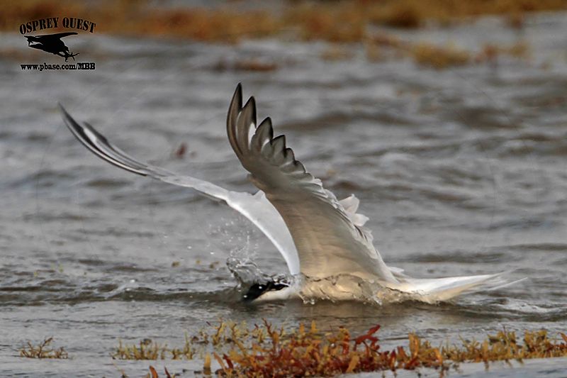 _MG_1082 Royal Tern – sargassum fish.jpg