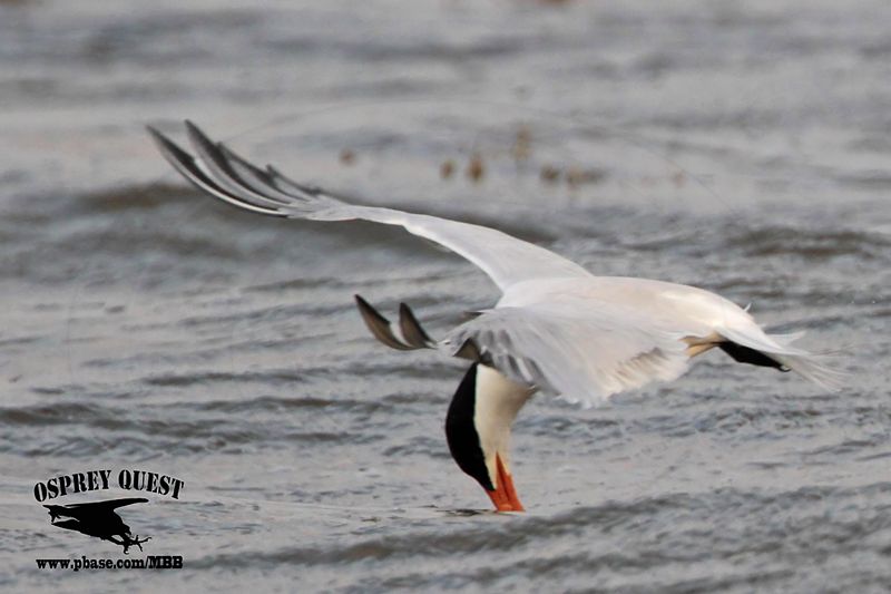 _MG_1107 Royal Tern – sargassum fish.jpg