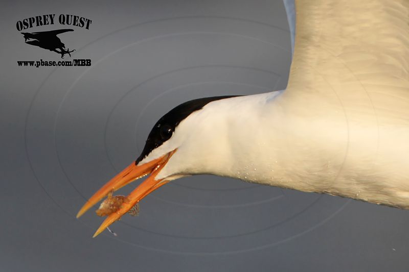 _MG_1406 Royal Tern – sargassum fish.jpg