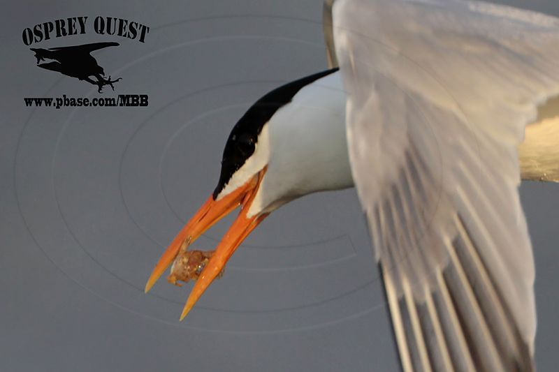 _MG_1407 Royal Tern – sargassum fish.jpg
