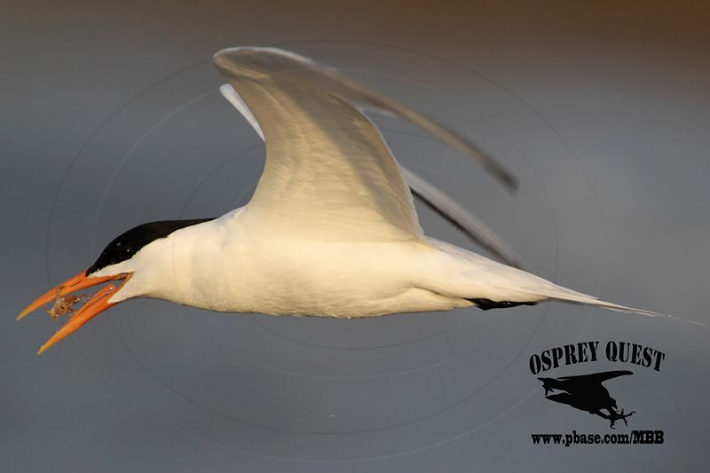 _MG_1409 Royal Tern – sargassum fish.jpg