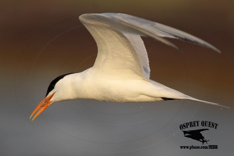 _MG_1411 Royal Tern – sargassum fish.jpg