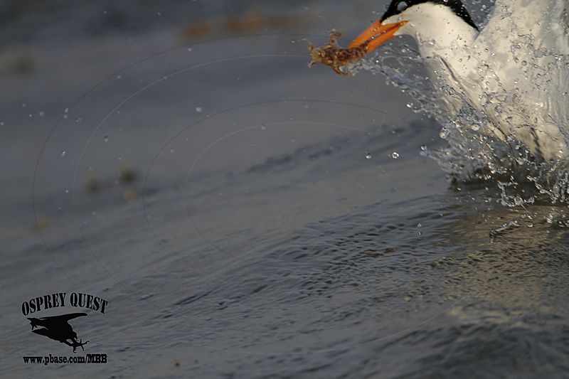 _MG_1999 Royal Tern – sargassum fish.jpg