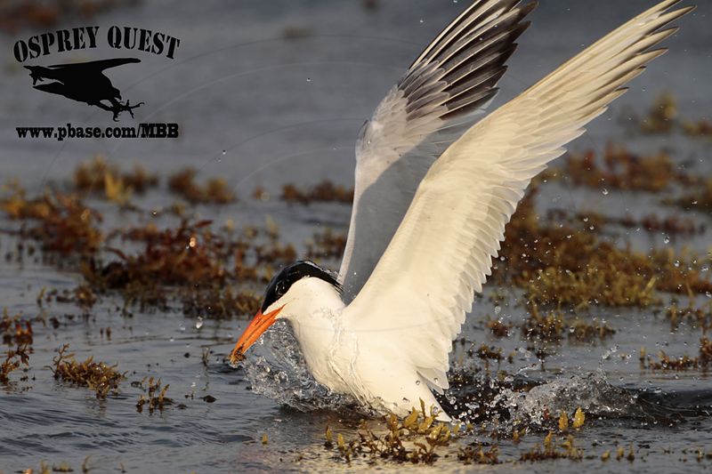 _MG_2260 Royal Tern – sargassum fish.jpg