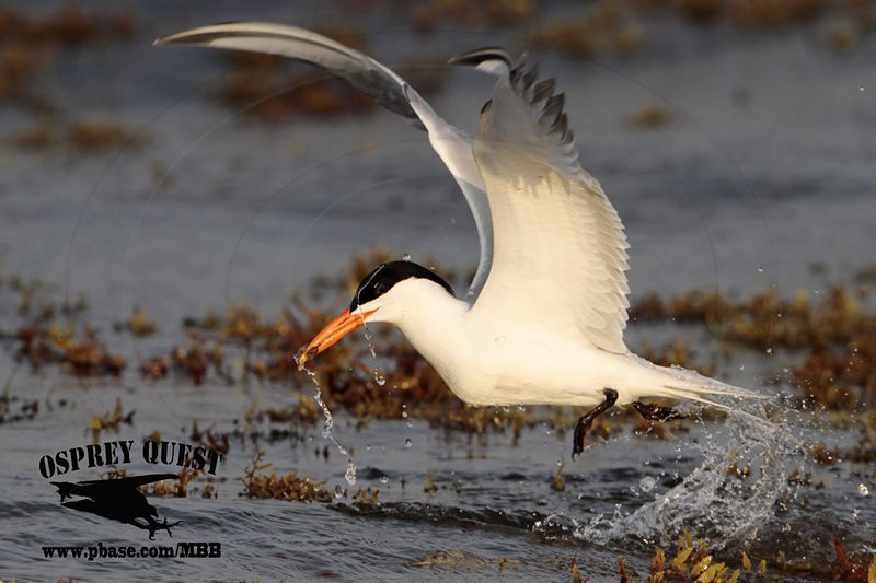 _MG_2261 Royal Tern – sargassum fish.jpg