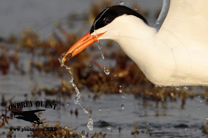 _MG_2261crop Royal Tern – sargassum fish.jpg