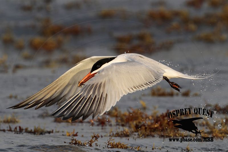 _MG_2262 Royal Tern – sargassum fish.jpg