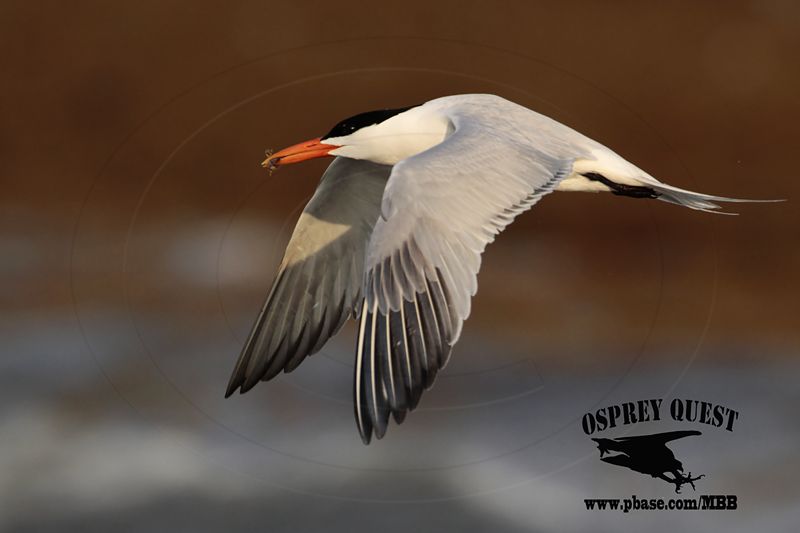 _MG_2268 Royal Tern – sargassum fish.jpg