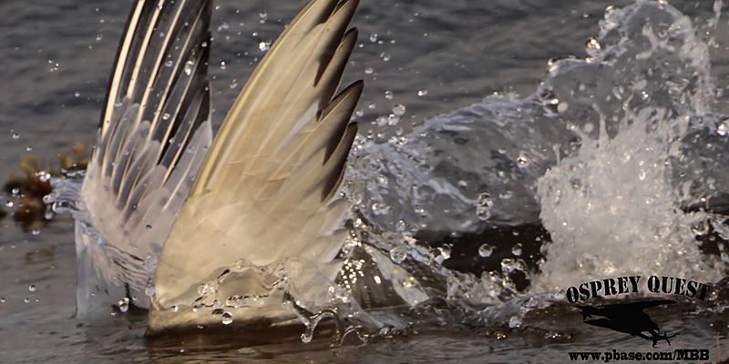 _MG_2405 Royal Tern – sargassum fish.jpg