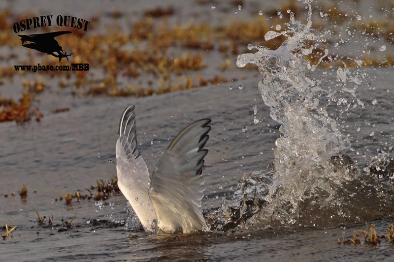 _MG_2406 Royal Tern – sargassum fish.jpg