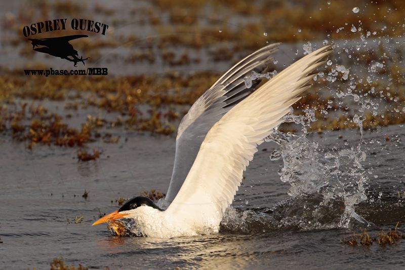 _MG_2407 Royal Tern – sargassum fish.jpg