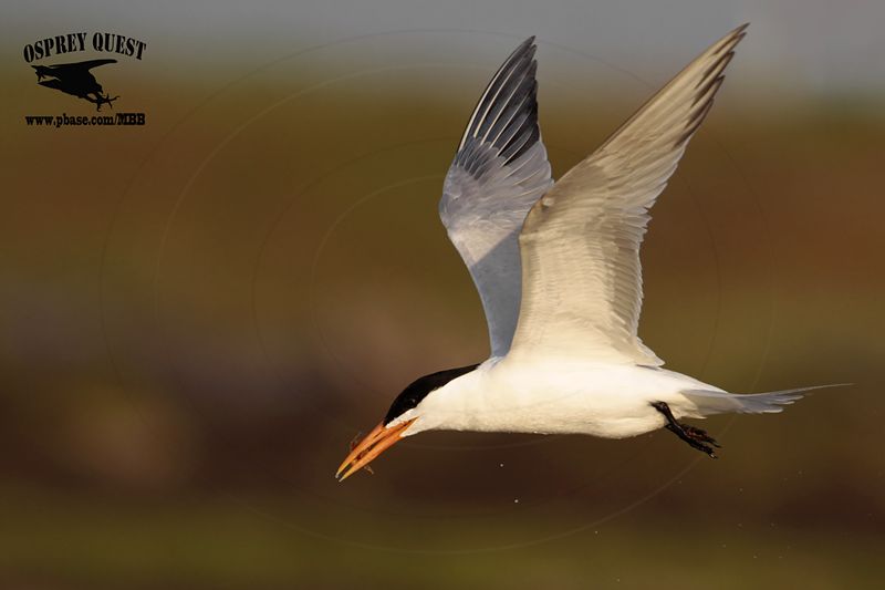 _MG_2423 Royal Tern – sargassum fish.jpg
