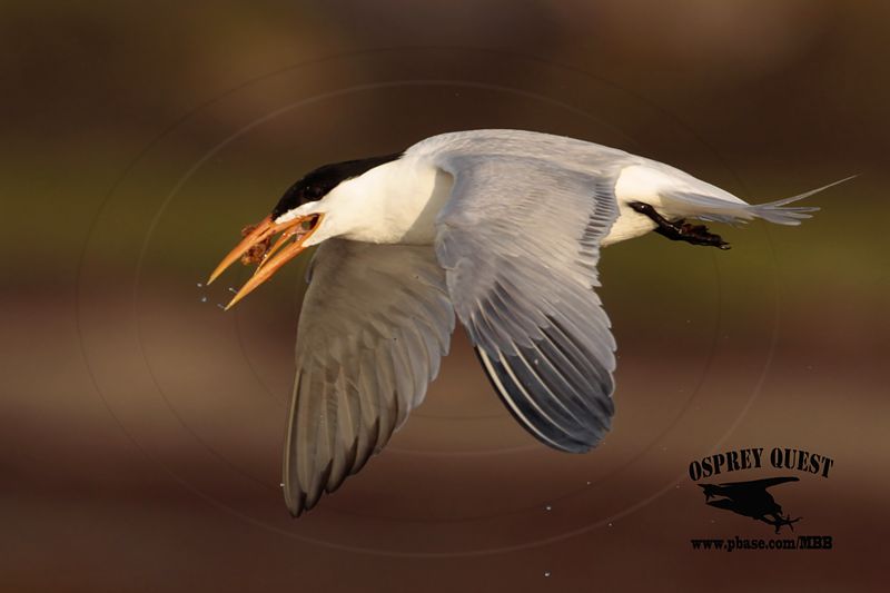 _MG_2424 Royal Tern – sargassum fish.jpg