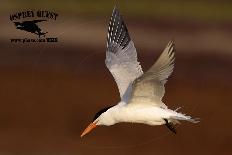 _MG_2427 Royal Tern – sargassum fish.jpg