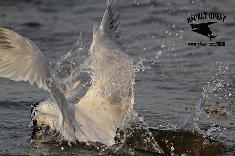 _MG_2535 Royal Tern – sargassum fish.jpg