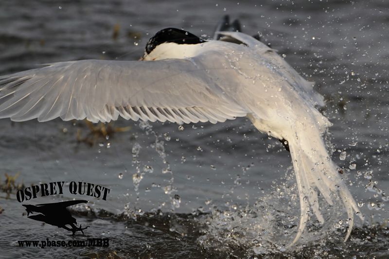_MG_2537 Royal Tern – sargassum fish.jpg